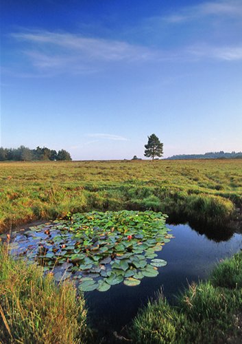 New Forest Landscapes : Lily Pond