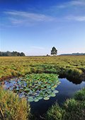 Lily Pond image ref 168