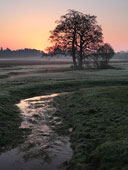 Longwater Lawn at Sunrise I image ref 249