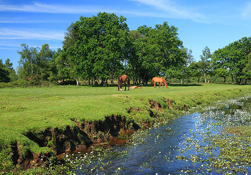 New Forest Landscapes : Ponies by Beaulieu River