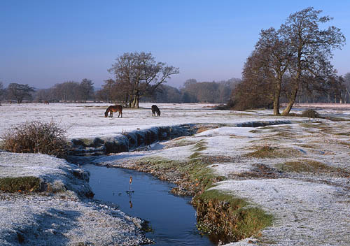 New Forest Landscapes : Ponies in the Frost at Longwater Lawn
