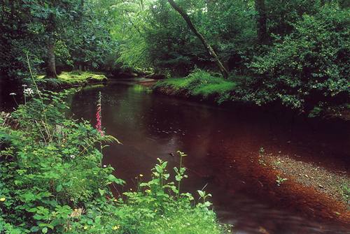 Lymington River at Brockenhurst
image ref 66 New Forest Landscapes : Lymington River at Brockenhurst