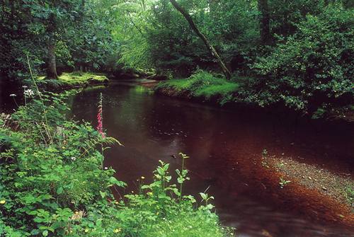 New Forest Landscapes : Lymington River at Brockenhurst