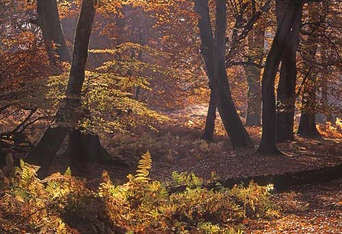 New Forest Landscapes : Mark Ash Wood in Autumn