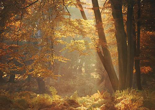 New Forest Landscapes : Mark Ash Wood in Autumn