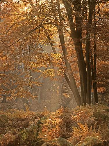 New Forest Landscapes : Mark Ash Wood in Autumn