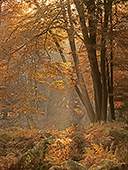 Mark Ash Wood in Autumn image ref 189