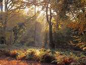 Sun-rays in Mark Ash Wood in Autumn image ref 172