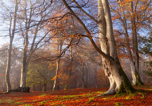 New Forest image: Mark Ash Wood