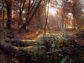 Autumn in Mark Ash Wood image ref 67