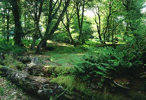 New Forest Landscapes : Mark Ash Wood in Summer