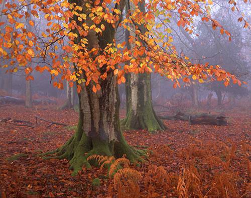 Beech Trees in late Autumn at Matley Wood
image ref 137 New Forest Landscapes : Beech Trees in late Autumn at Matley Wood