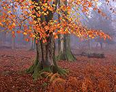 Beech Trees in late Autumn at Matley Wood  image ref 137