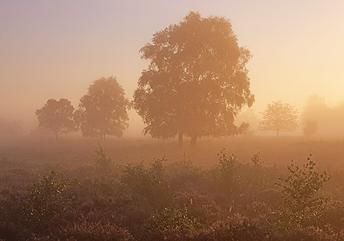 New Forest Landscapes : Misty Sunrise near Matley