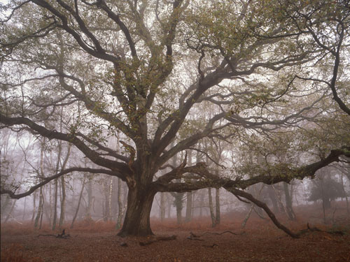 New Forest Landscapes : Spreading Oak in Matley Wood