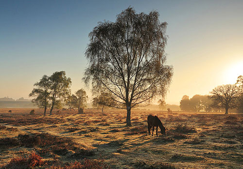 New Forest Landscapes : Ponies on Matley Heath