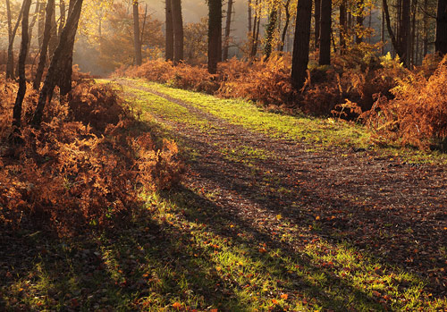 New Forest Landscapes : Matley Ridge