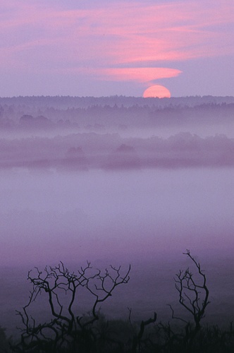 New Forest Landscapes : Burnt Gorse at Sunrise