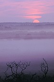 Burnt Gorse at Sunrise image ref 23