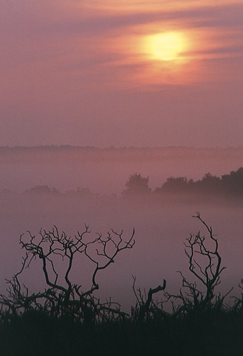 New Forest Landscapes : Burnt Gorse