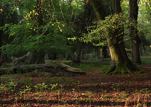 New Forest Landscapes : Young Beech Leaves in Matley Wood