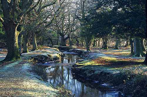 New Forest Landscapes : Mill Lawn Brook in Winter