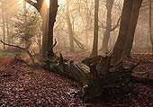 Morning Mist in the Coppice of Linwood image ref 285