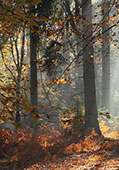 Autumn Leaves and Mist at Rhinefield image ref 319