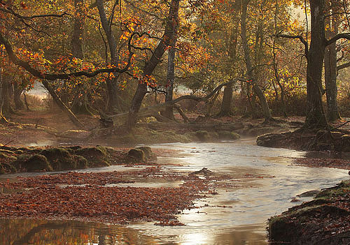 New Forest image: Mist over Oberwater