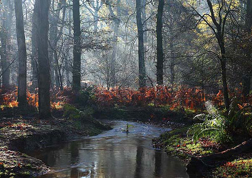 New Forest Landscapes : Autumn Mist over Blackwater