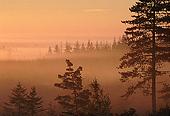 Pine trees at Dawn image ref 37