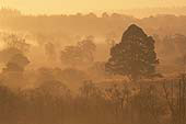 Dawn Mist at Backley image ref 209