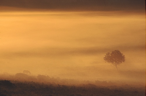 New Forest Landscapes : Misty Valley