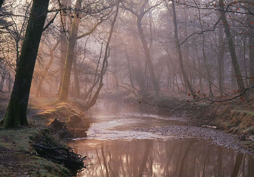 New Forest Landscapes : Morning Light over Black Water