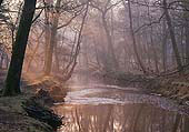 Morning Light over Black Water image ref 308