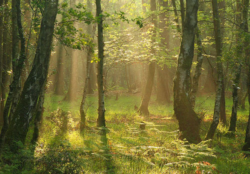 New Forest Landscapes : Summer Morning at Wood Crates