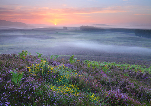 New Forest Landscapes : View over Ogden