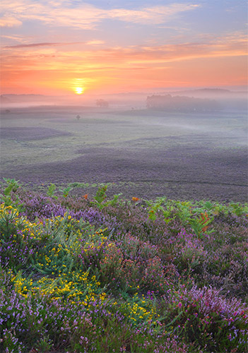 New Forest image: Sunrise over Ogden