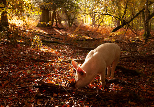 New Forest Landscapes : Foraging Pig, Bolderwood