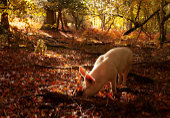 Foraging Pig, Bolderwood image ref 397