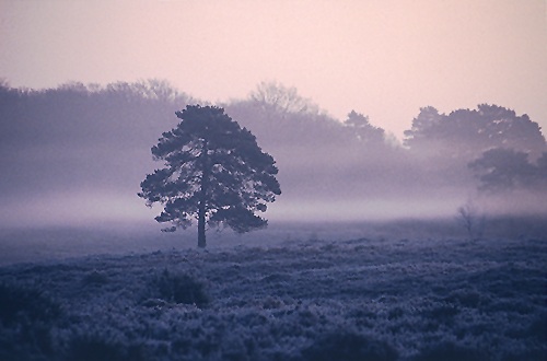 New Forest Landscapes : Winter Mist at Pigbush