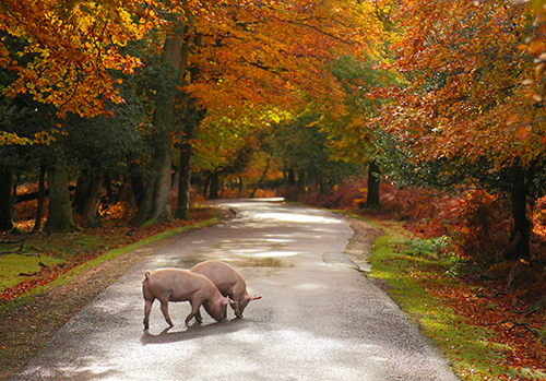 New Forest image: Pigs on Bolderwood Ornamental Drive