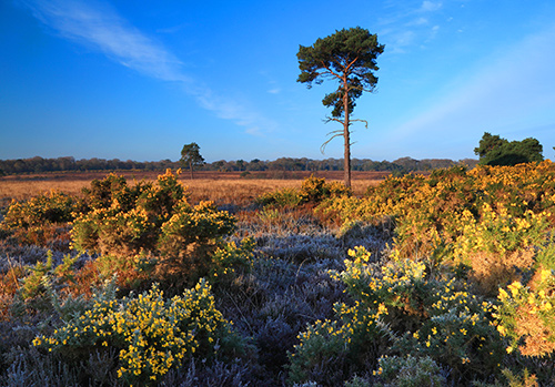 New Forest Landscapes : Pine and Gorse at Hilltop