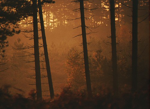 About The New Forest : Silhouetted conifer trunks