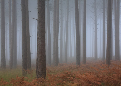 New Forest Landscapes : Conifer Trunks in the Mist