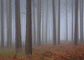 Conifer Trunks in the Mist image ref 297