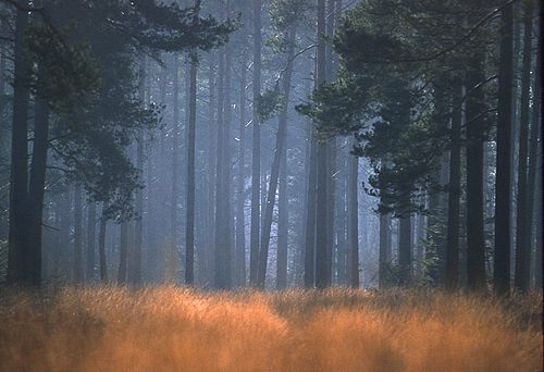 New Forest Landscapes : Conifer Plantation in Winter