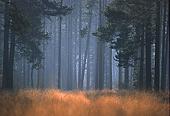 Conifer Plantation in Winter image ref 39