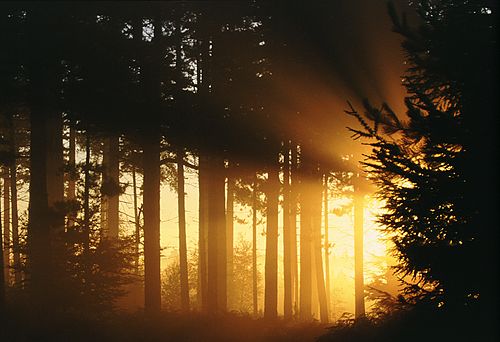 New Forest Landscapes : Sunrays through Pine trees