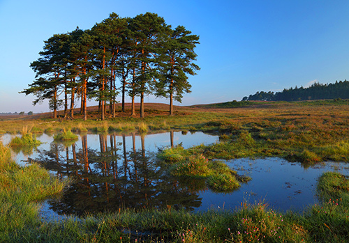 New Forest Landscapes : Pond near Hasley Hill